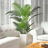 Hello Areca Palm Plant