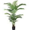 Hello Areca Palm Plant