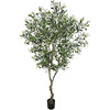 Faith Olive Tree